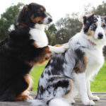 Animalis welfare naturopathie animale promenade visite à domicile pet-sitting 76 60 27 Gournay-en-Bray Beauvais chiens massage canin