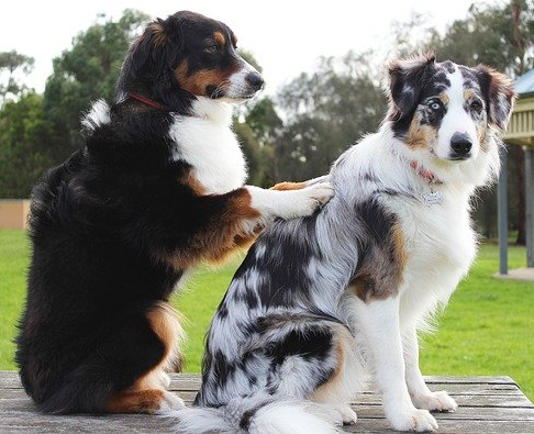 Animalis welfare naturopathie animale promenade visite à domicile pet-sitting 76 60 27 Gournay-en-Bray Beauvais chiens massage canin