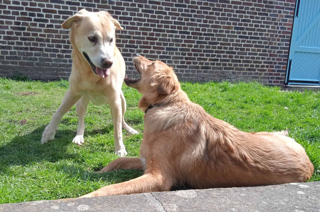 Animalis welfare naturopathie animale promenade visite à domicile pet-sitting 76 60 27 Gournay-en-Bray Beauvais communication canine