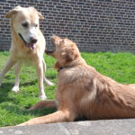Animalis welfare naturopathie animale promenade visite à domicile pet-sitting 76 60 27 Gournay-en-Bray Beauvais communication canine