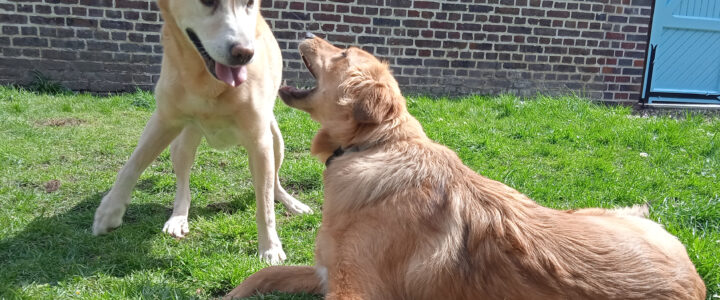 Animalis welfare naturopathie animale promenade visite à domicile pet-sitting 76 60 27 Gournay-en-Bray Beauvais communication canine